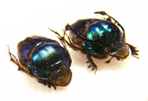 PROAGODERUS rangifer (Forme verte),