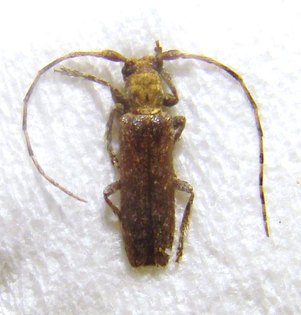 DEROPLIA genei genei
