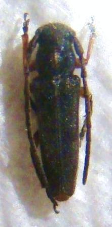 PHYTOECIA pustulata