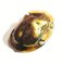 CASSIDAE sp n&deg;7