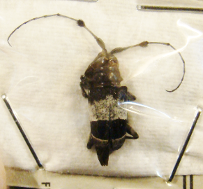 ACRIDOSCHEMA ligata