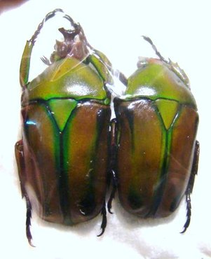 COELORRHINA (Cyprolais) hornimani reducta