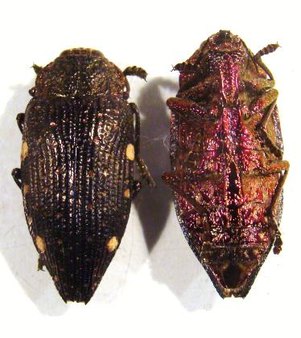 POLYBOTHRIS pyropyga