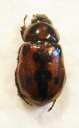 CYCLOCEPHALA maffafa MEXIQUE