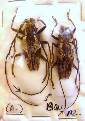 EPEPEOTES sp