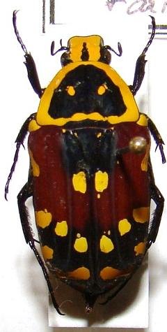 EUCHROEA aurostellata