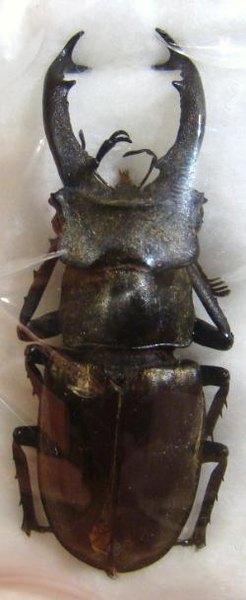LUCANUS sericeus M