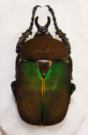 COMPSOCEPHALUS kachovskii kachovskii M