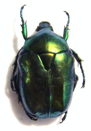 PROTAETIA (Cetonischema) venusta (=speciosa venusta)