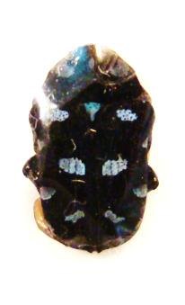 ASTRAEA coeruleosignata