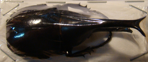 XYLOTRUPES gideon lorquinii