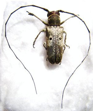 PROSOPOCERA cylindrica M