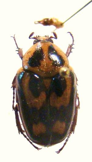 CHARADRONOTA quadrisignata