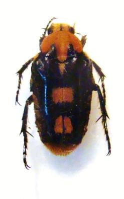 IXORIDA magnierei