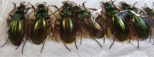 CARABUS auratus . bilierensis