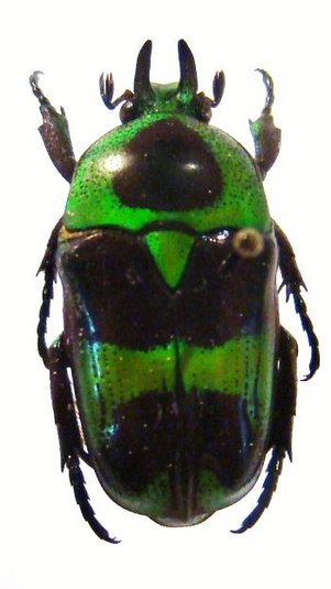MYSTROCEROS rouyeri 