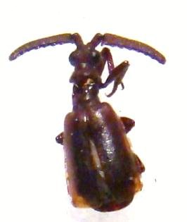 PAUSSIDAE sp
