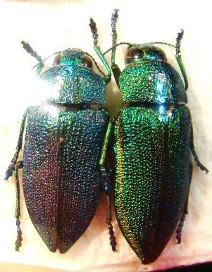 AURIGENA unicolor