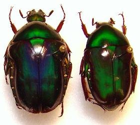 COPTOMIA mutabilis