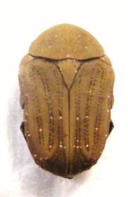 POLYSTALACTICA stellata