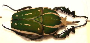 MECYNORRHINA torquata poggei