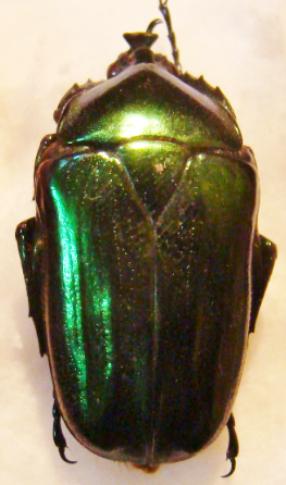 TRIGONOPHORINUS riaulti