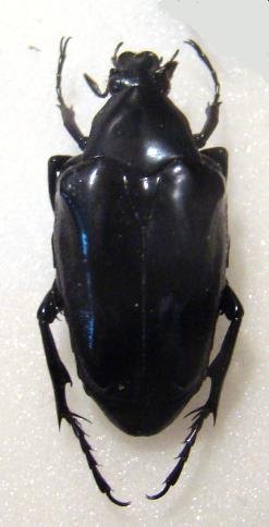 PLECTRONE endroedii
