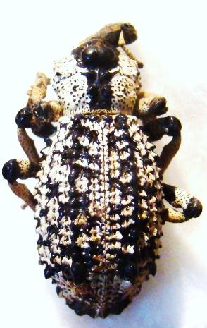 RHYTIDOPHLOEUS rotschildi