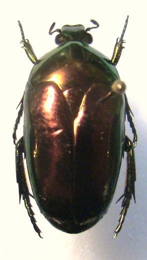 POECILOPHARIS curtisi