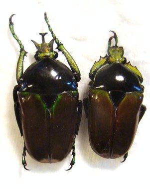 TAURHINA (Neptunides) polychrous var.brunneipennis Couple