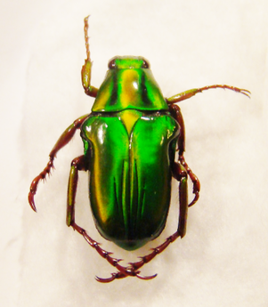 PYGORA ignita
