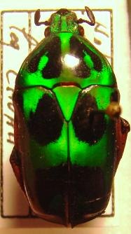 HETERORRHINA schadenbergi