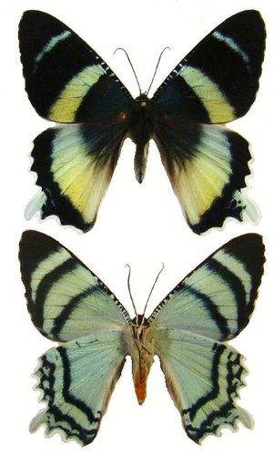 ALCIDES agathyrsus