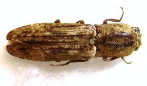 ELATERIDAE sp