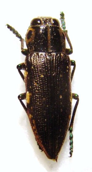 POLYBOTHRIS sulcicollis
