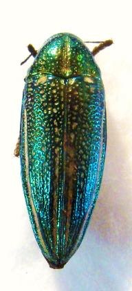 Amblysterna natalensis