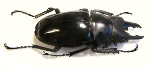 ODONTOLABIS bellicosa M