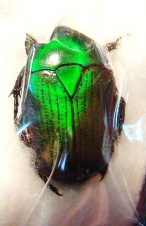 EUCHLOROPUS laetus