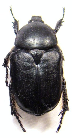 AETHIESSA floralis ab. elongata