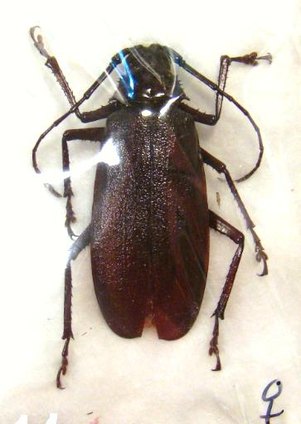 MACROTOMA palmata