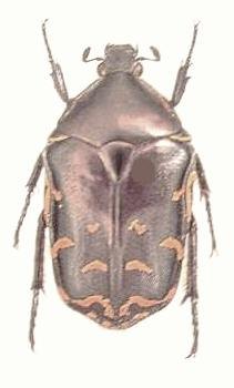 PROTAETIA celebica