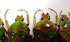 STEPHANORRHINA sp ( julia "hybrida") Couple