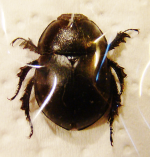 JEKELIUS catalonicus