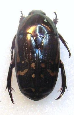 POECILOPHARIS schochi