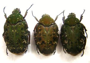 PSEUDINCA camerunensis