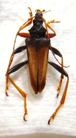 MASTODODERA sp n&deg;1