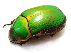 CHRYSINA spectabilis