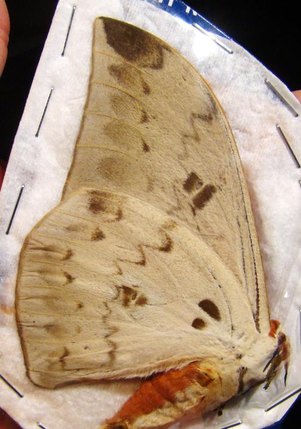 PSEUDOBUNAEA alinda M
