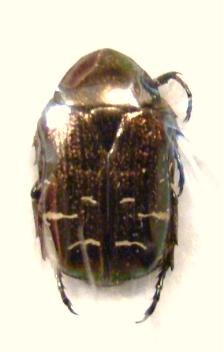CETONIA aeratula