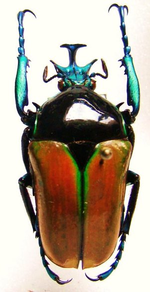 TAURHINA (Neptunides) manowensis M
